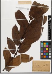 Foto von Salix L.